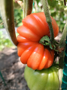 ПОМИДОРЫ В МОЁМ САДУ!