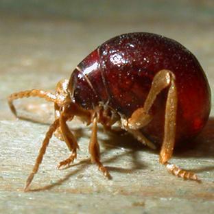 Притворяшка жук: мастер маскировки и обмана в мире насекомых