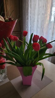 Тюльпаны 🌷🌷🌷
