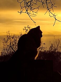 Астрология 