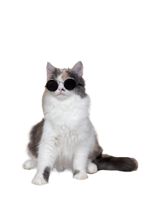 Что там в ваших интернетах?