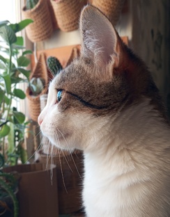 Другие мастер-классы.