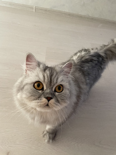 Кошка Стейси 