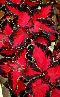 Сеем в январе