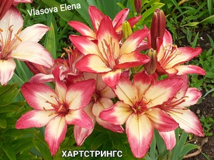 лилии сада Власовой Елены