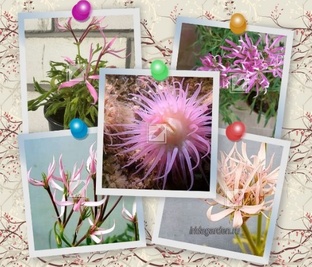 Медузы в квартире...