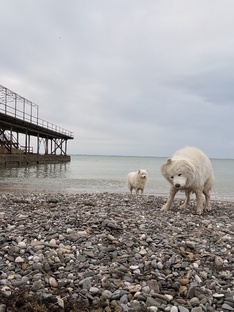 Моржевание