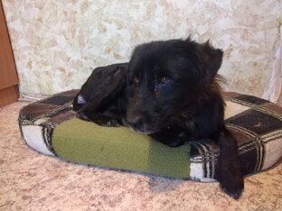 Помощь бездомным животным. 