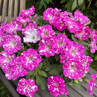 Уход за петуниями