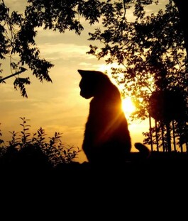 «Жизнь Чёрной Звезды»