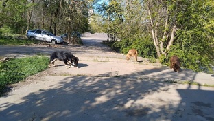 Бездомные собаки