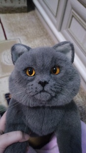 Питание кошки