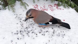 Кормушка для птиц