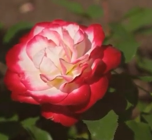 Как опубликовать видео на ДЗЕне?