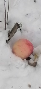 Не мое