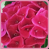 Растения, которые безвременно (или вовремя) меня покинули