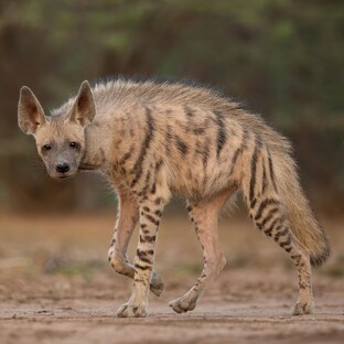 Гиена: мифы, повадки и правда о самом загадочном хищнике Африки