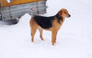 Русская гончая Рада вл.Шатров В.А.