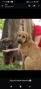 Румяные булочки🐕🐕🐕