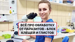Всё про обработку от клещей, блох, глистов собак и кошек - самые важные факты