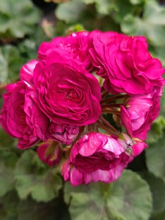 Бордовые и пурпурные сорта 