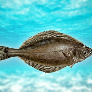 Палтус: гигант дна с глазами на одной стороне