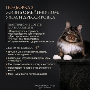 Жизнь с мейн-куном: уход и воспитание
