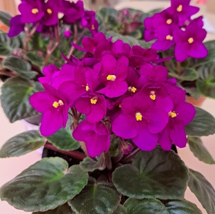 Про комнатные растения 🪴