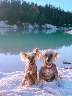 В КРЫМ С СОБАКАМИ:мой ужасный отпуск
