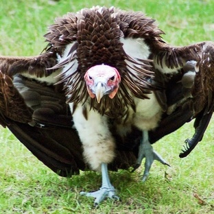 Стервятник: хищник неба, который чистит Землю