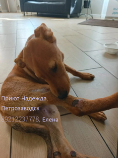 Перчик. Покалеченный щенок