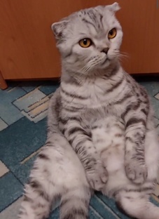 А может я человечек? 