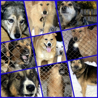 Жизнь Хвостов у нас в ЯЖивом  2 