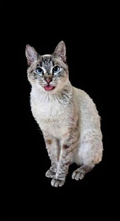 Ищем дом котикам 