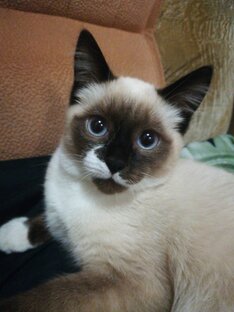 Наш любимчик.