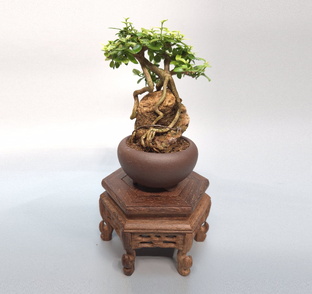 Фитодизайн, формовка, интерьерное озеленение,  комнатный бонсай