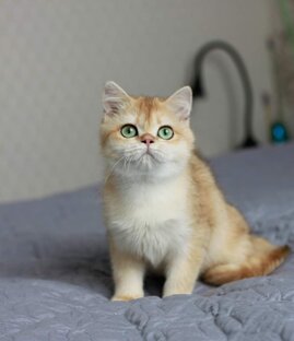 Гита золотая шшиншилла, свободна