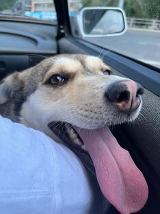 "Хвостатые радости"