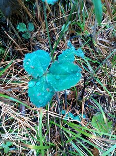 Гейхеры, астильбы, хосты