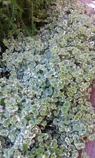 Почвопокровники