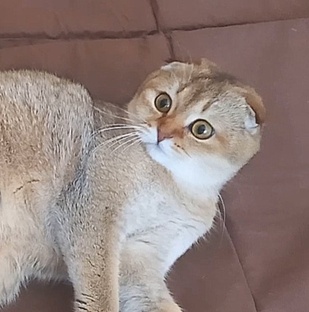 Шотландская вислоухая кошка