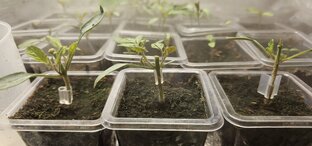 Прививка томатов 