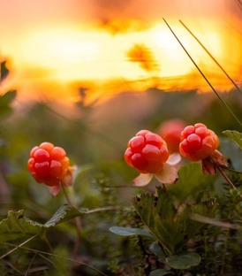 1 Мои Четверостишия