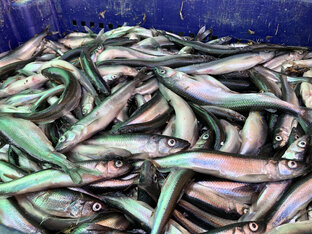 ЯВЛЕНИЯ ПЕТЕРБУРГСКОЙ ЖИЗНИ