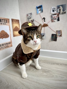 Интересные факты о кошках