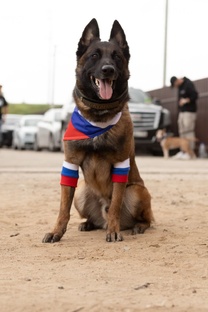 Winner Hund Volf Satana ♂