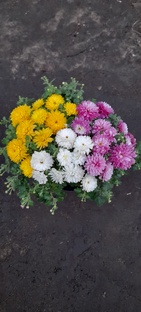 Триксы хризантемы Мультифлора 