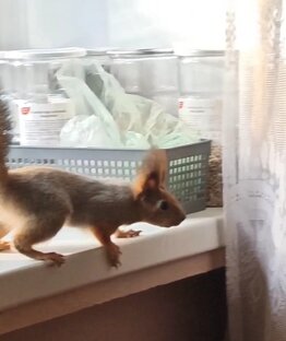 Белка в доме