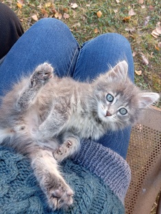 Домашние животные 