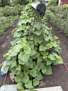 🥒Огуречная академия: от семечка до хруста